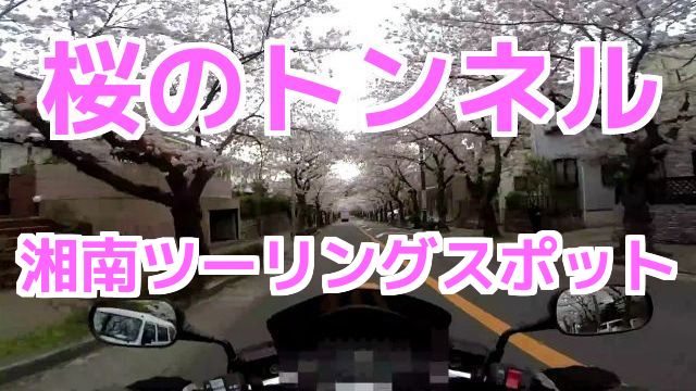 桜のトンネル 湘南 ツーリングスポット お花見 名所 逗子ハイランド コミネマンのモトブログ（Motovlog） kamakura